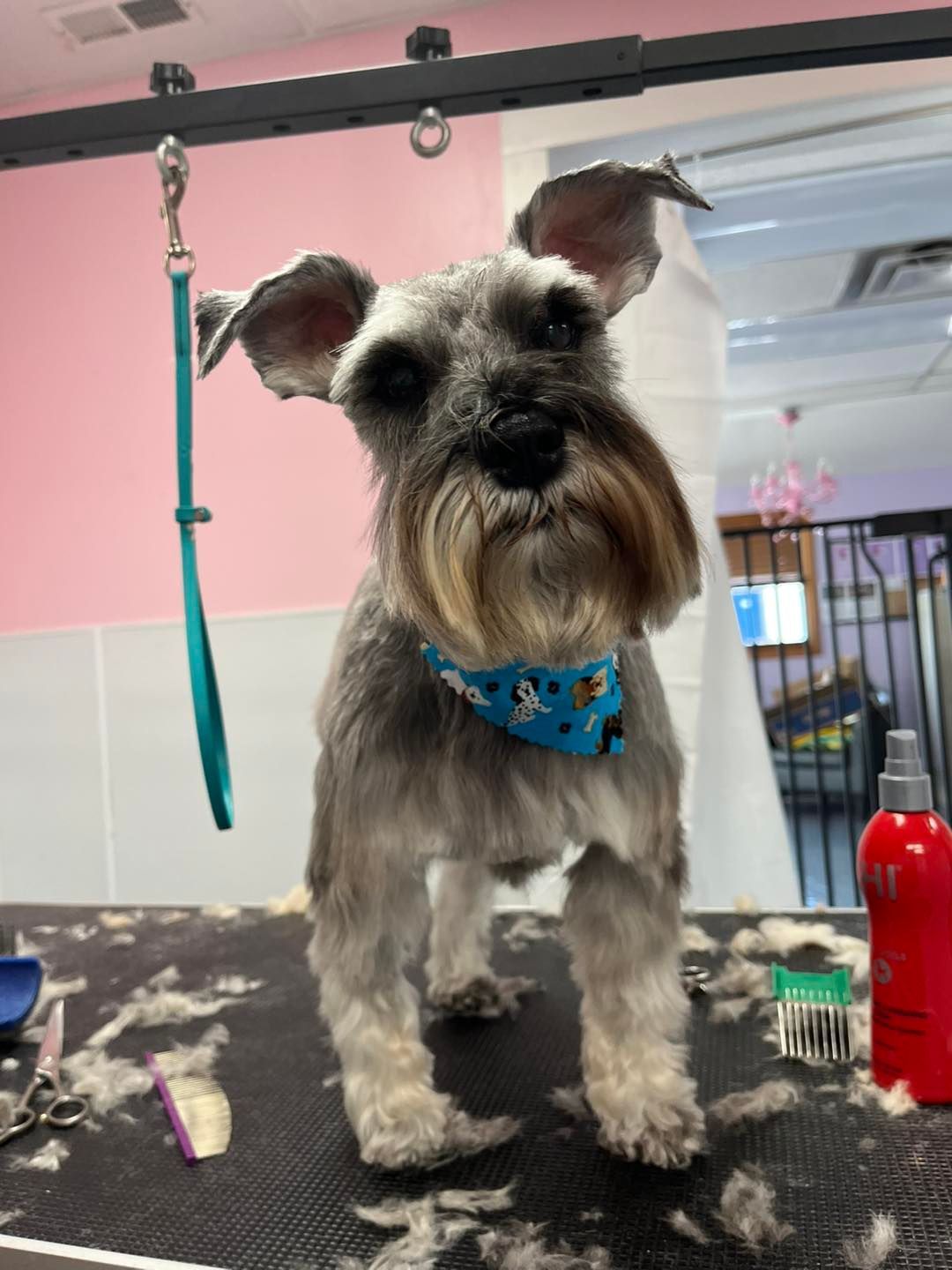 A small schnauzer dog is standing on a grooming table.