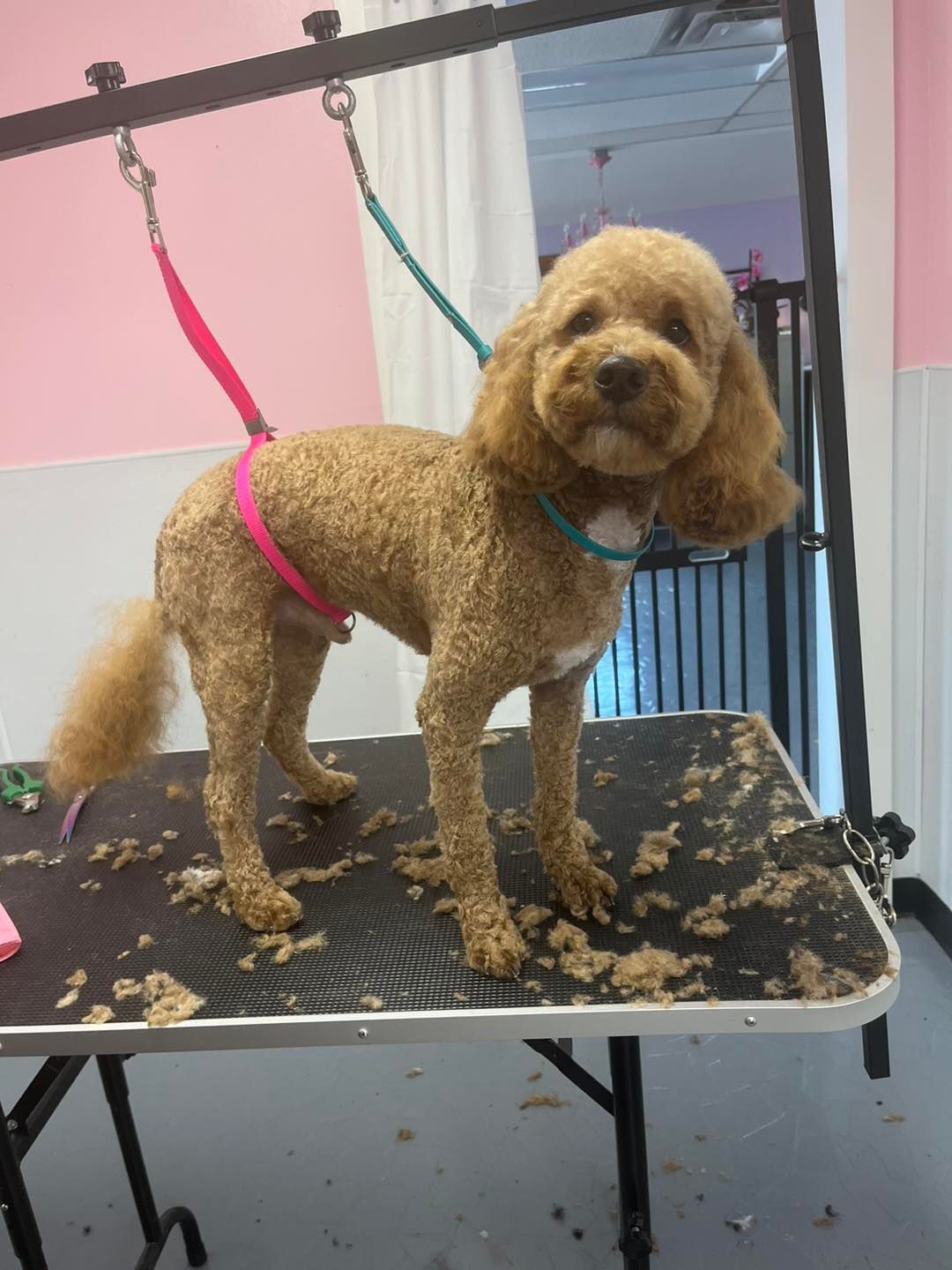 A small brown dog is standing on a grooming table.