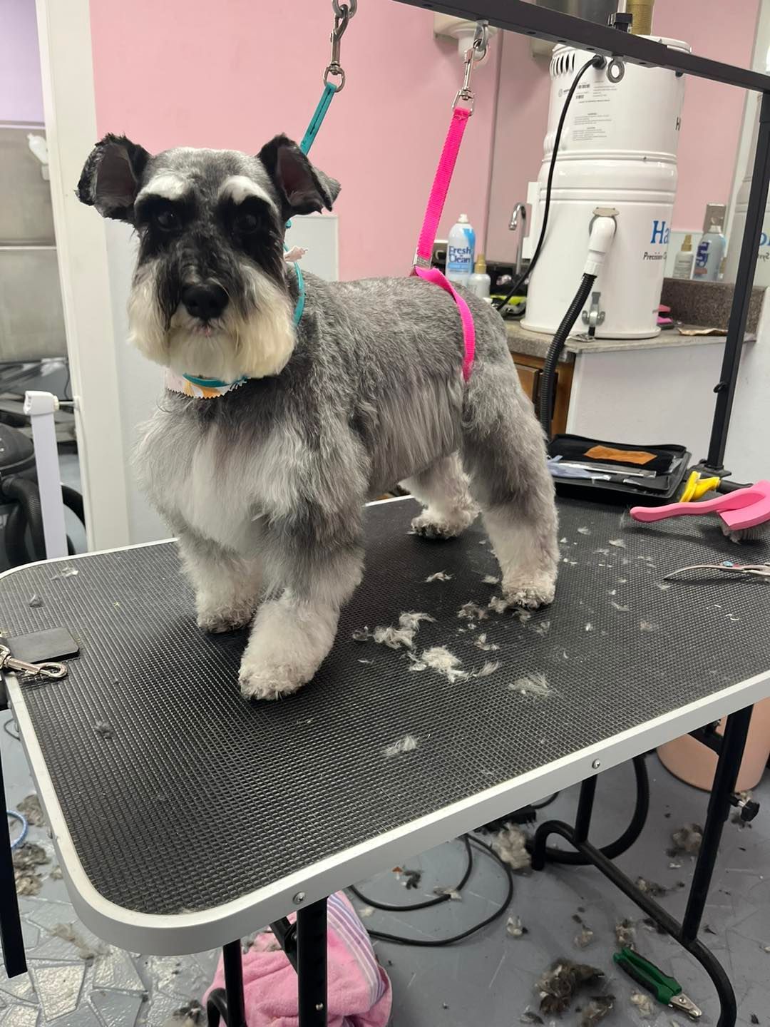 A small dog is standing on a grooming table.
