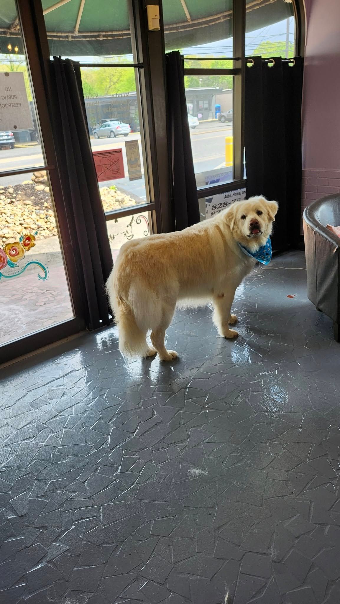 A dog is standing in a room next to a window.