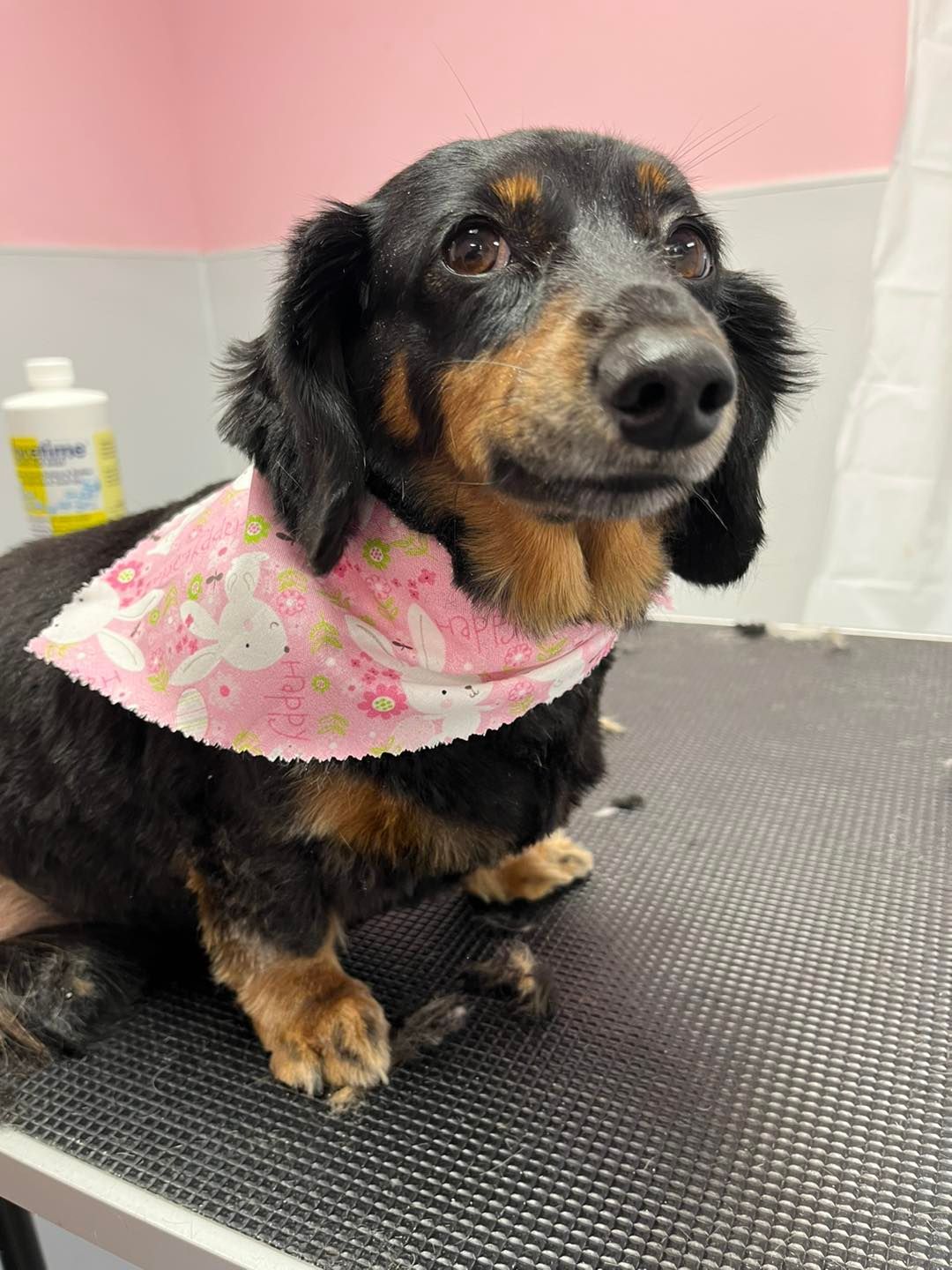 A black and brown dog wearing a pink bandana is sitting on a table.