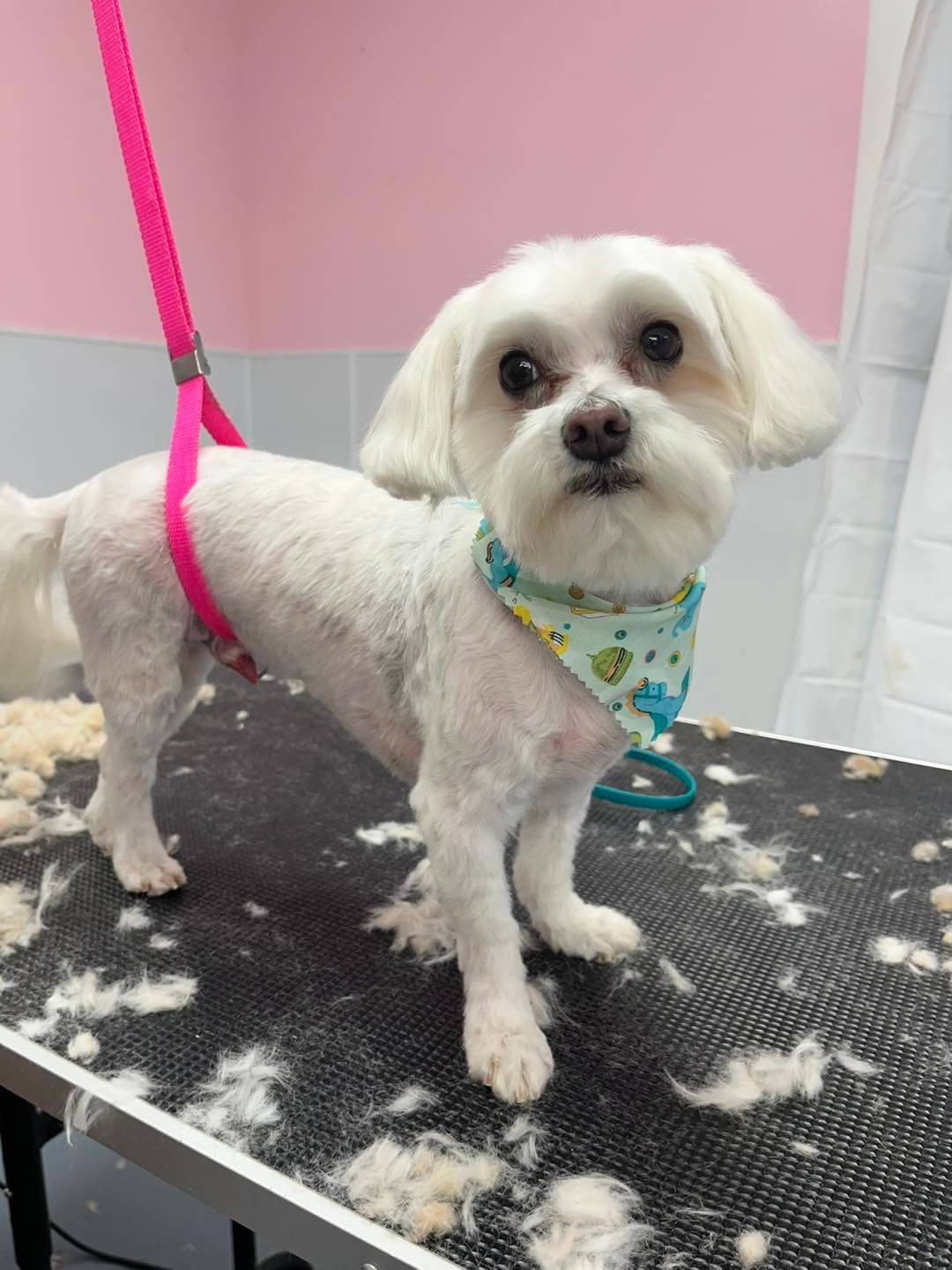 A small white dog is standing on a grooming table.