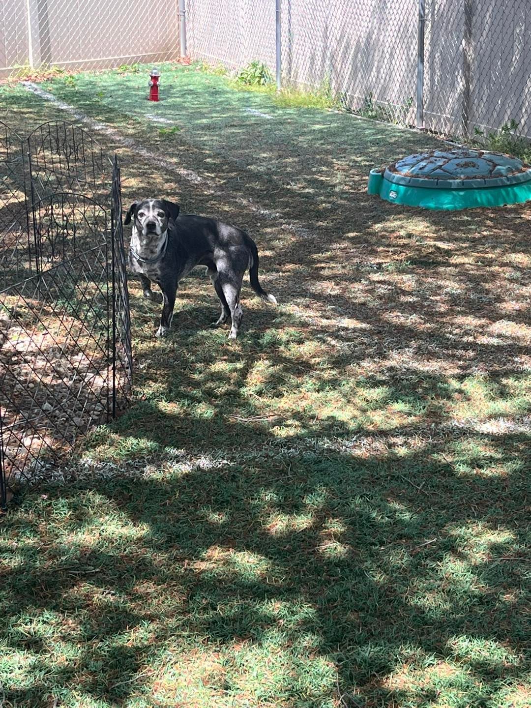 A black dog is standing in the grass next to a pool.