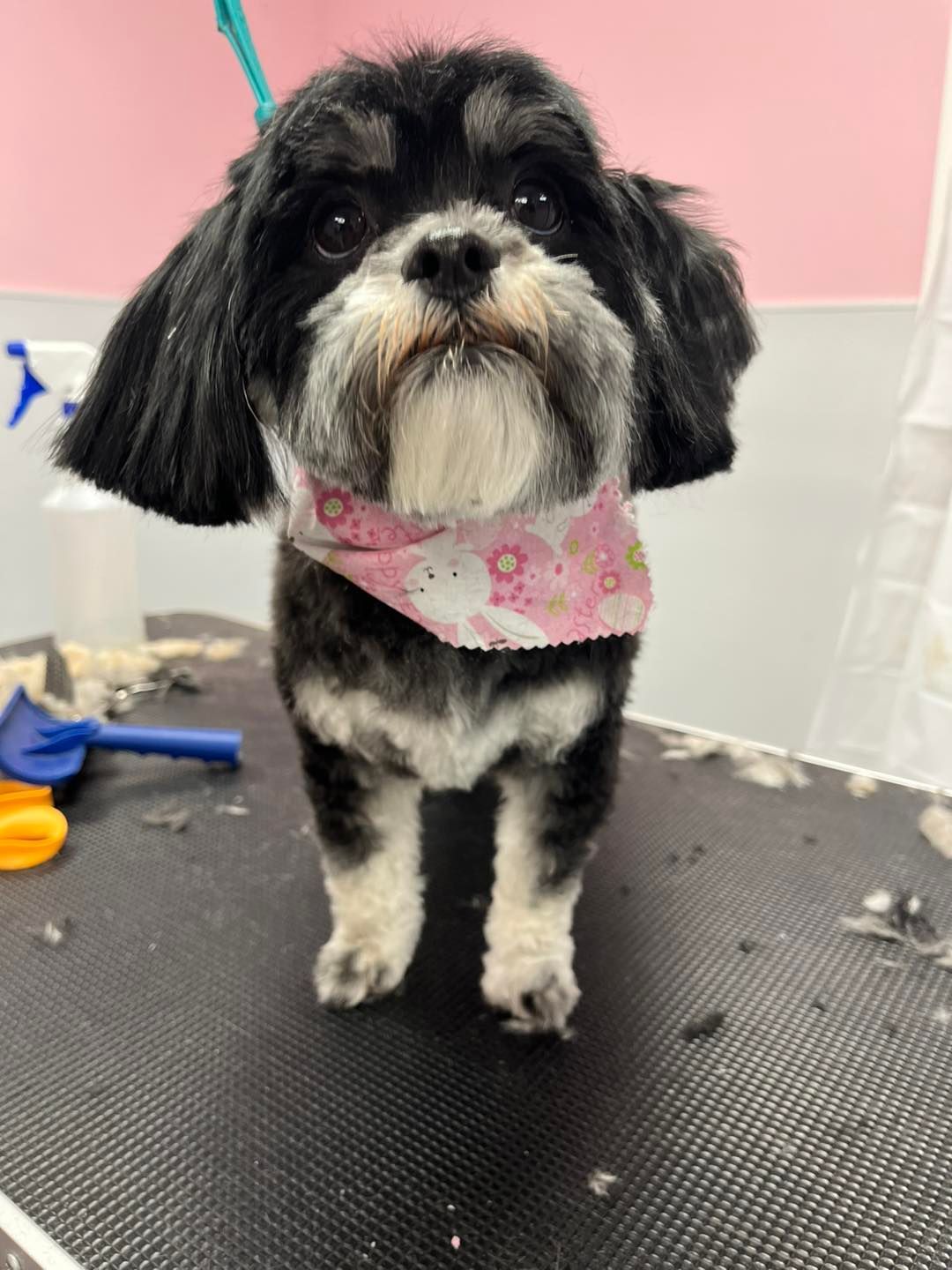 A small black and white dog is standing on a grooming table.