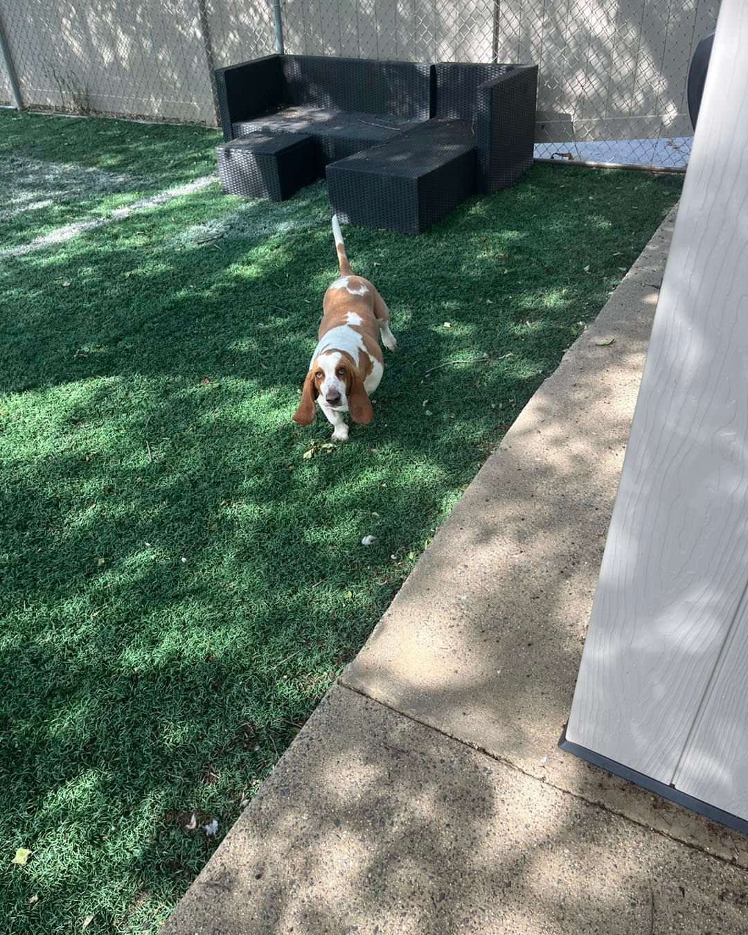 A basset hound is standing on a lush green lawn next to a couch.