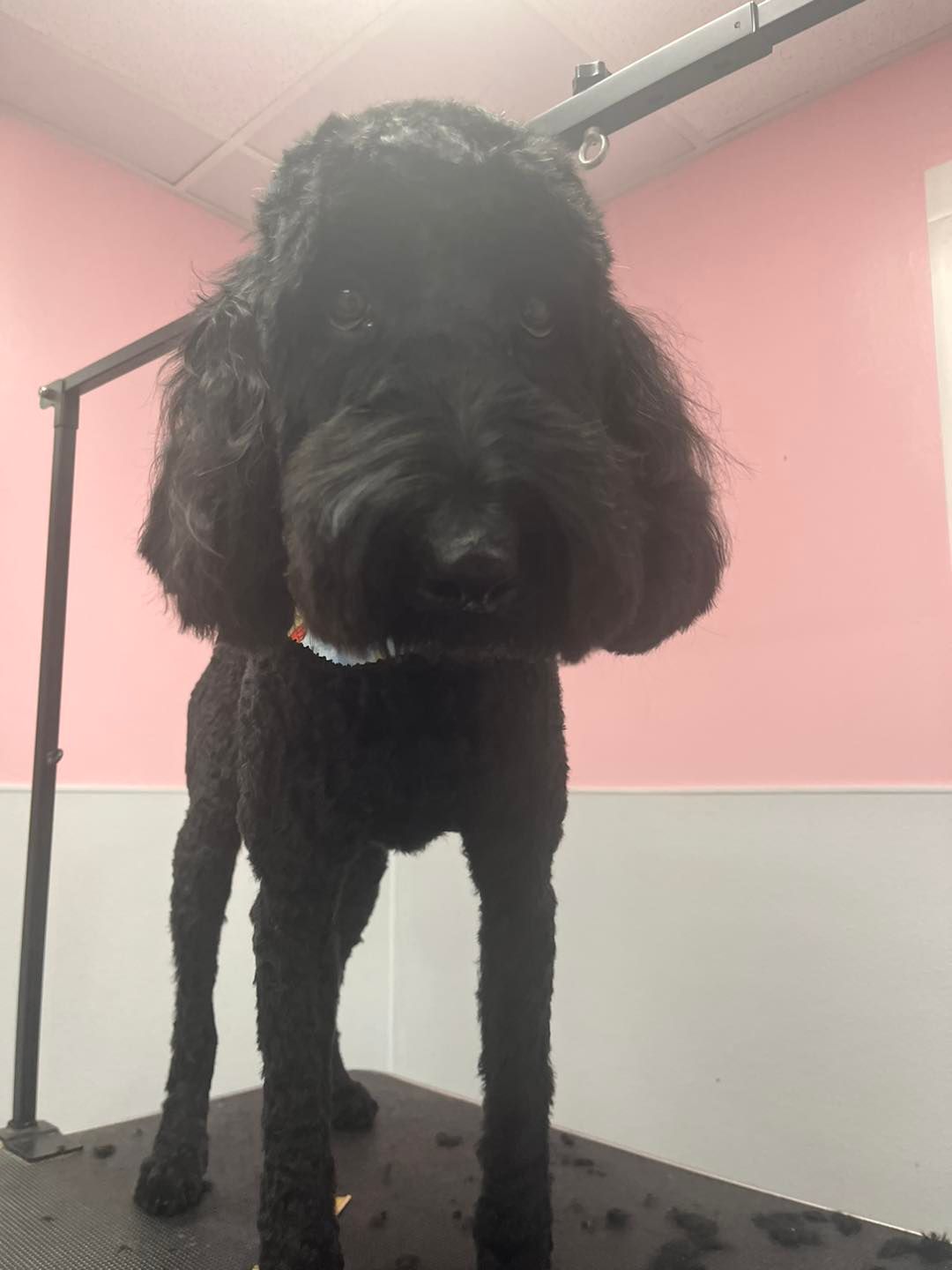 A black dog is standing on a table in front of a pink wall.