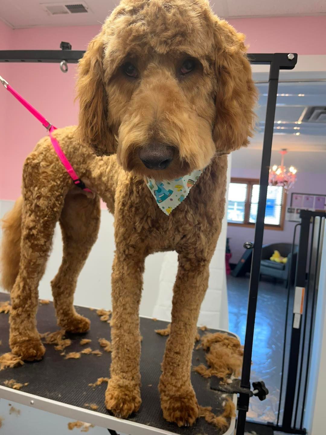 A brown dog wearing a bandana is standing on a grooming table.