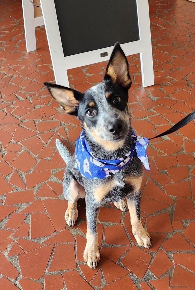 A small dog wearing a blue bandana is sitting on a tiled floor.