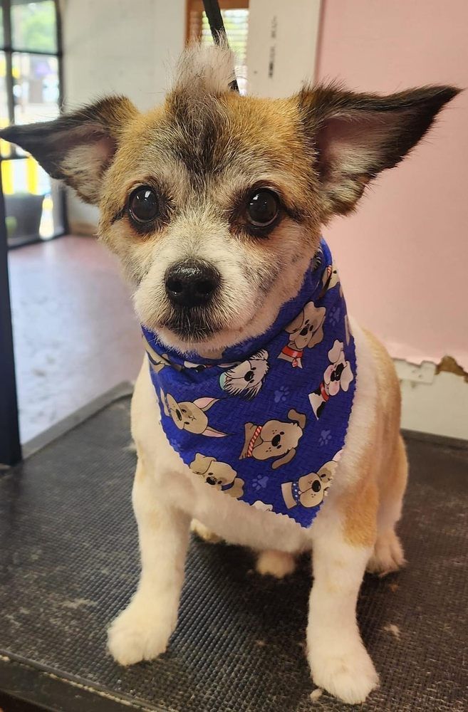 A small brown and white dog wearing a blue bandana is sitting on a table.
