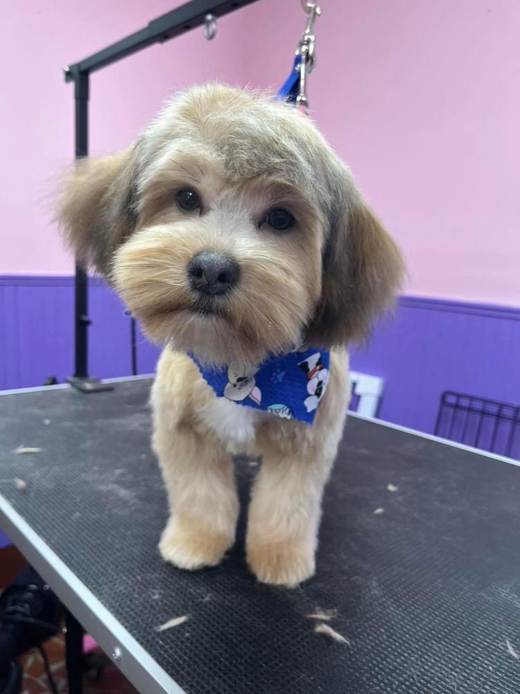 A small dog wearing a blue bandana is standing on a table
