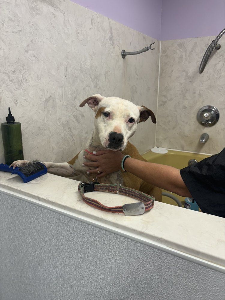 A person is holding a white dog in a bathtub.