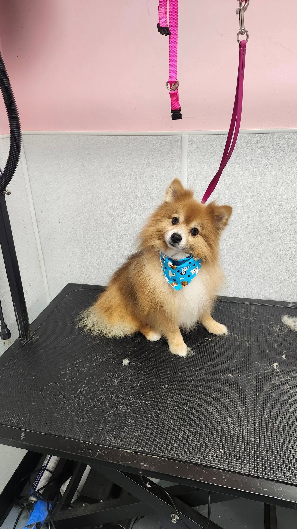 dog grooming hickory nc