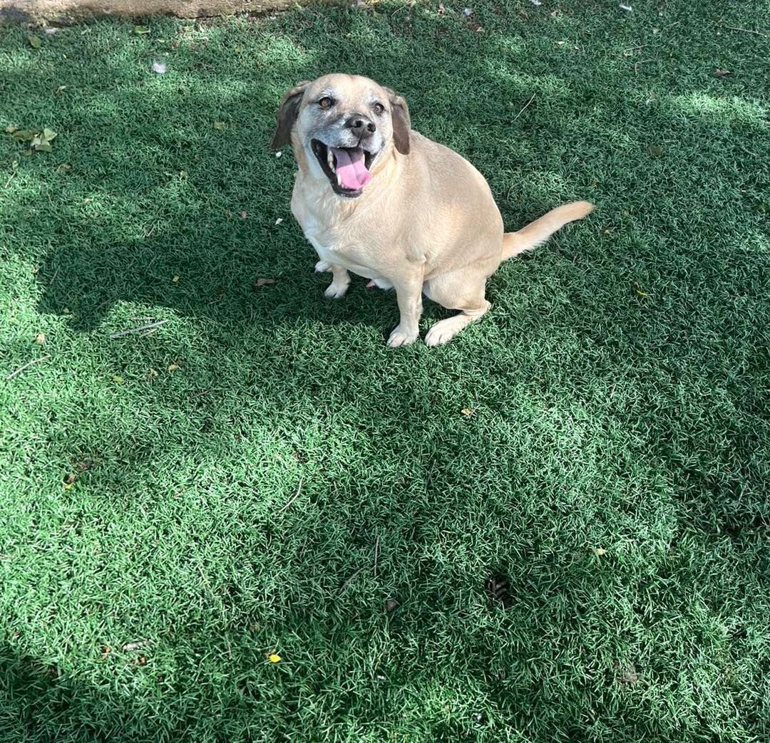 A woman is grooming a small white dog on a table.