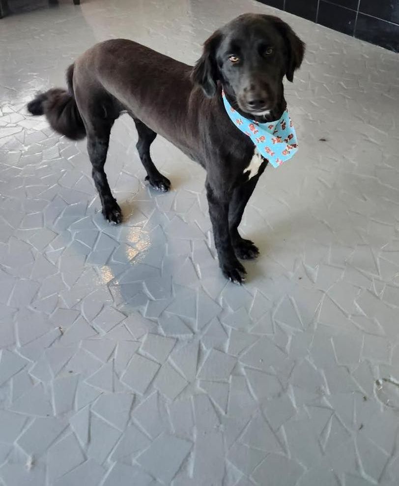 A woman is grooming a small white dog on a table.