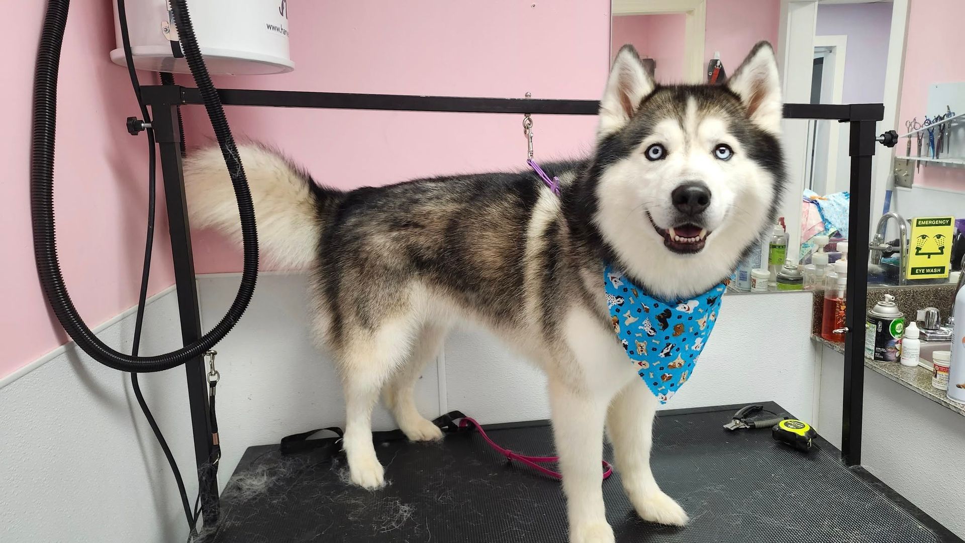 A husky dog wearing a blue bandana is standing on a grooming table.