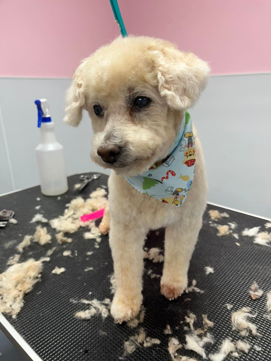 A puppy is sitting on a table with a spray bottle in the background.