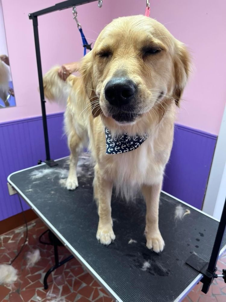 A dog wearing a bow tie is standing on a grooming table.