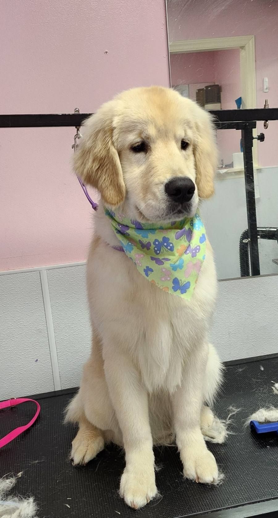 A puppy wearing a bandana is sitting on a table.