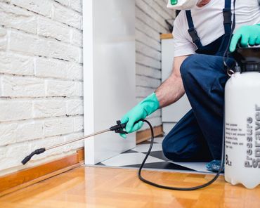 Learn more about pest control Technician spraying baseboard with pesticide in a home, wearing gloves and using a white sprayer bottle.