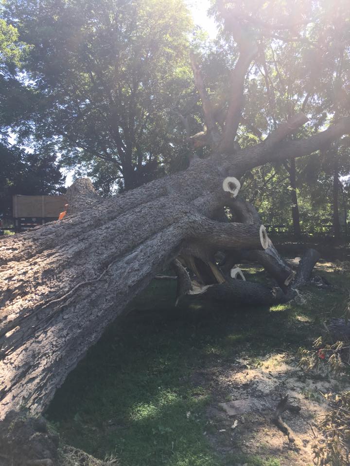 Tree removal