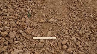 Close-up of dry brown soil with small rocks and a white measuring stick.