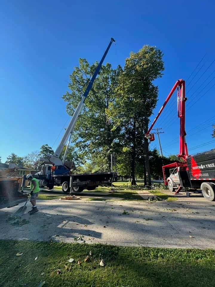 A crane is lifting a tree in a parking lot next to a truck.