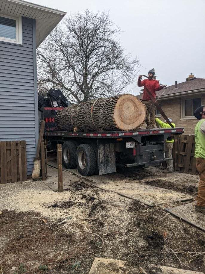 A large log is being loaded on a flatbed truck.