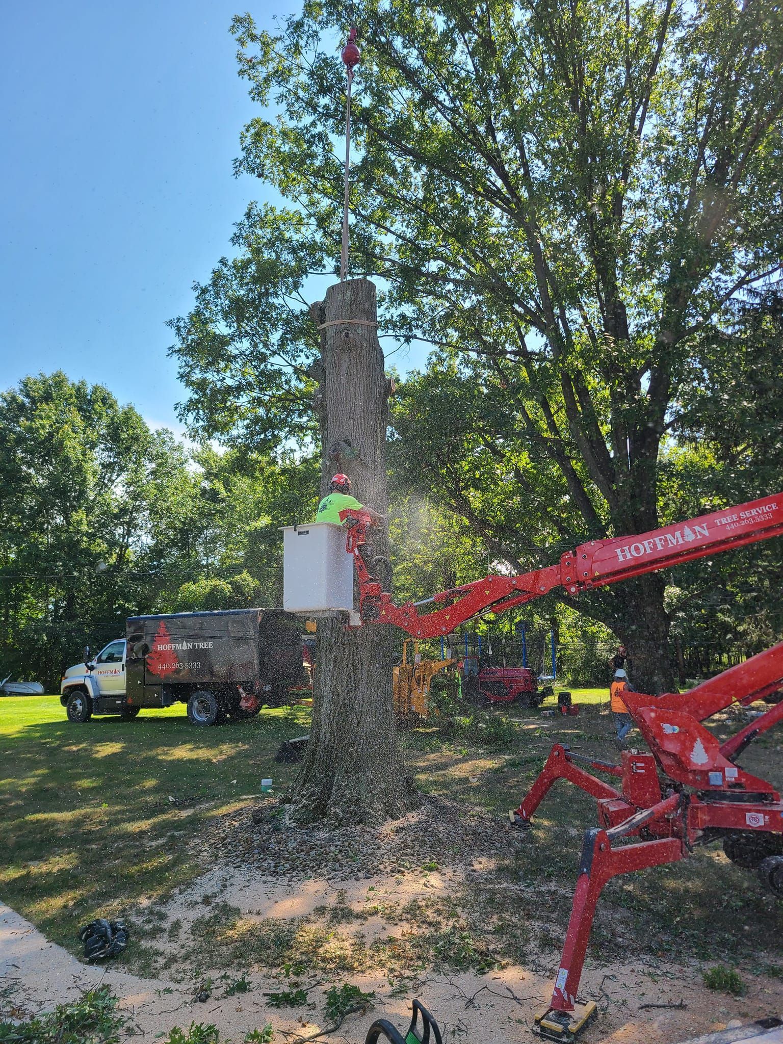 A man is cutting down a tree with a crane.