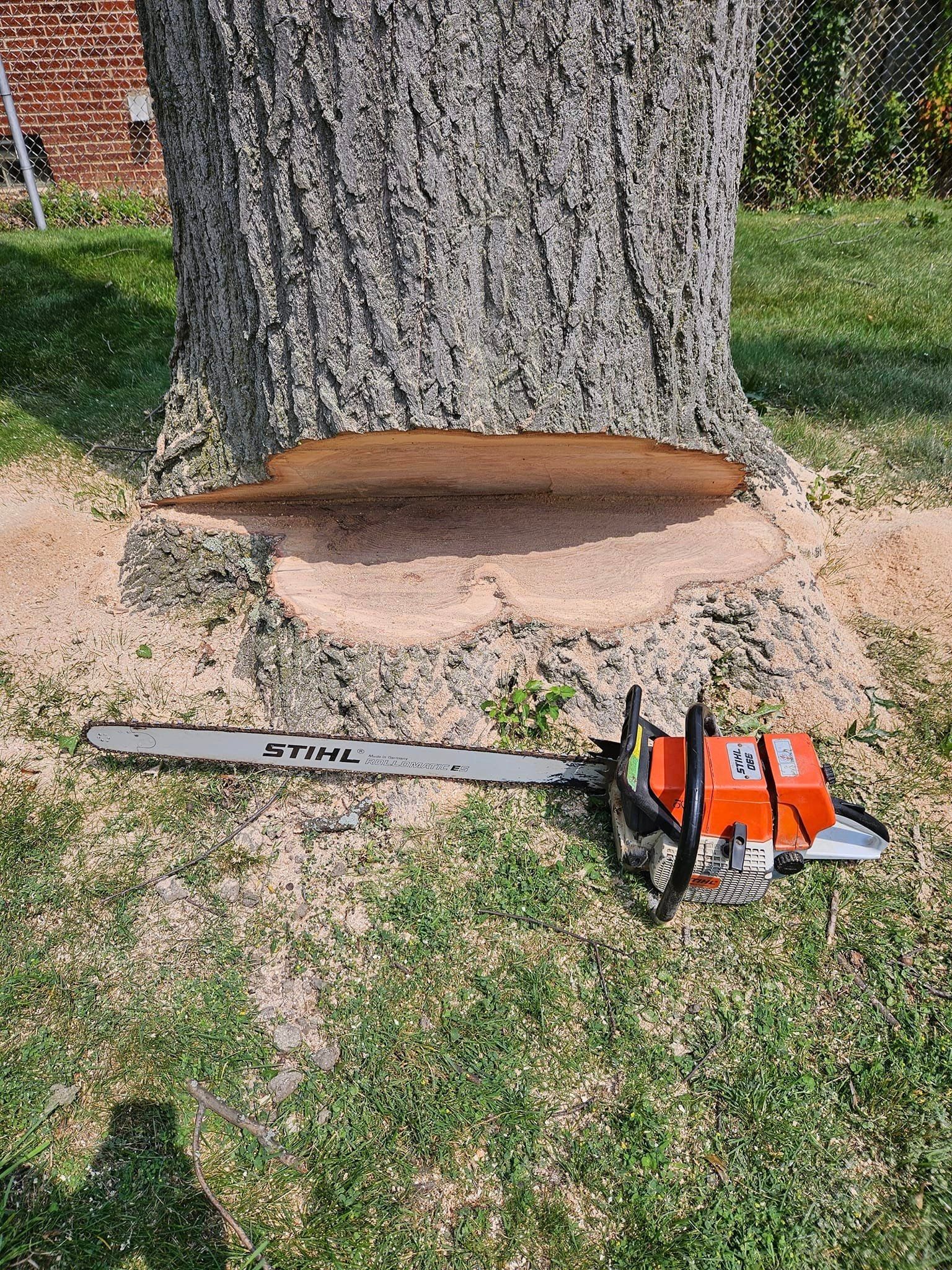 A chainsaw is sitting next to a tree that has been cut in half.