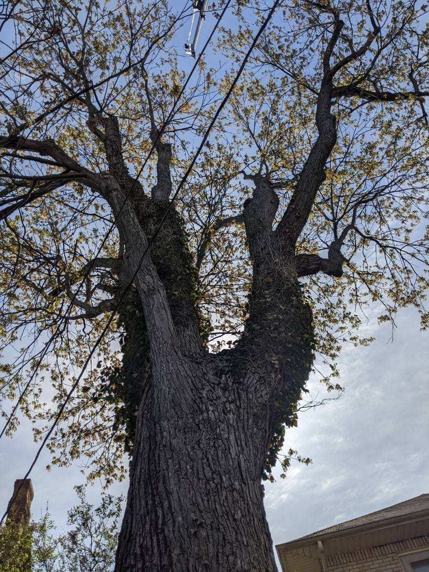 A tree with a lot of branches and leaves against a cloudy sky