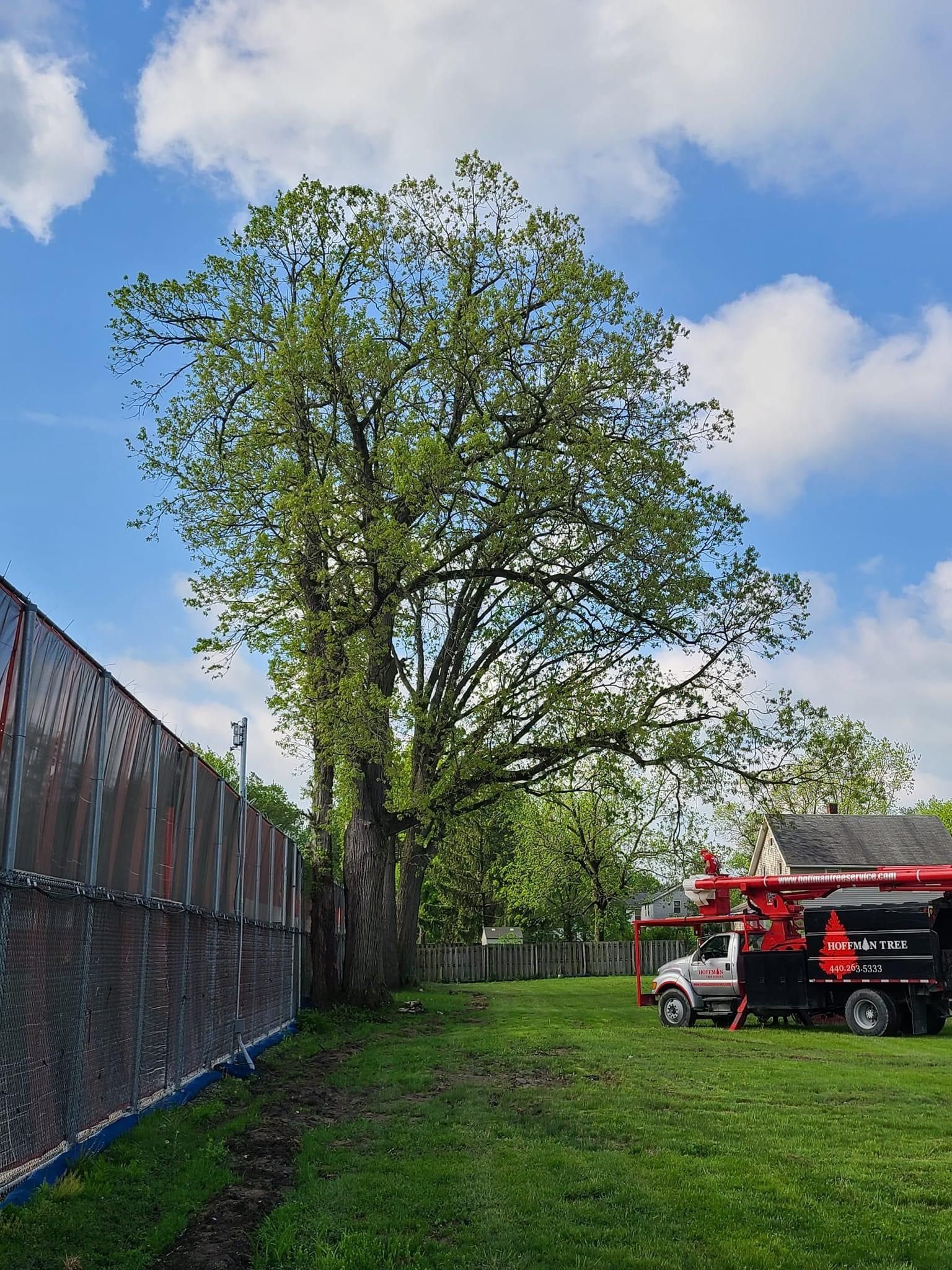 A red truck is parked in a grassy field next to a tree.
