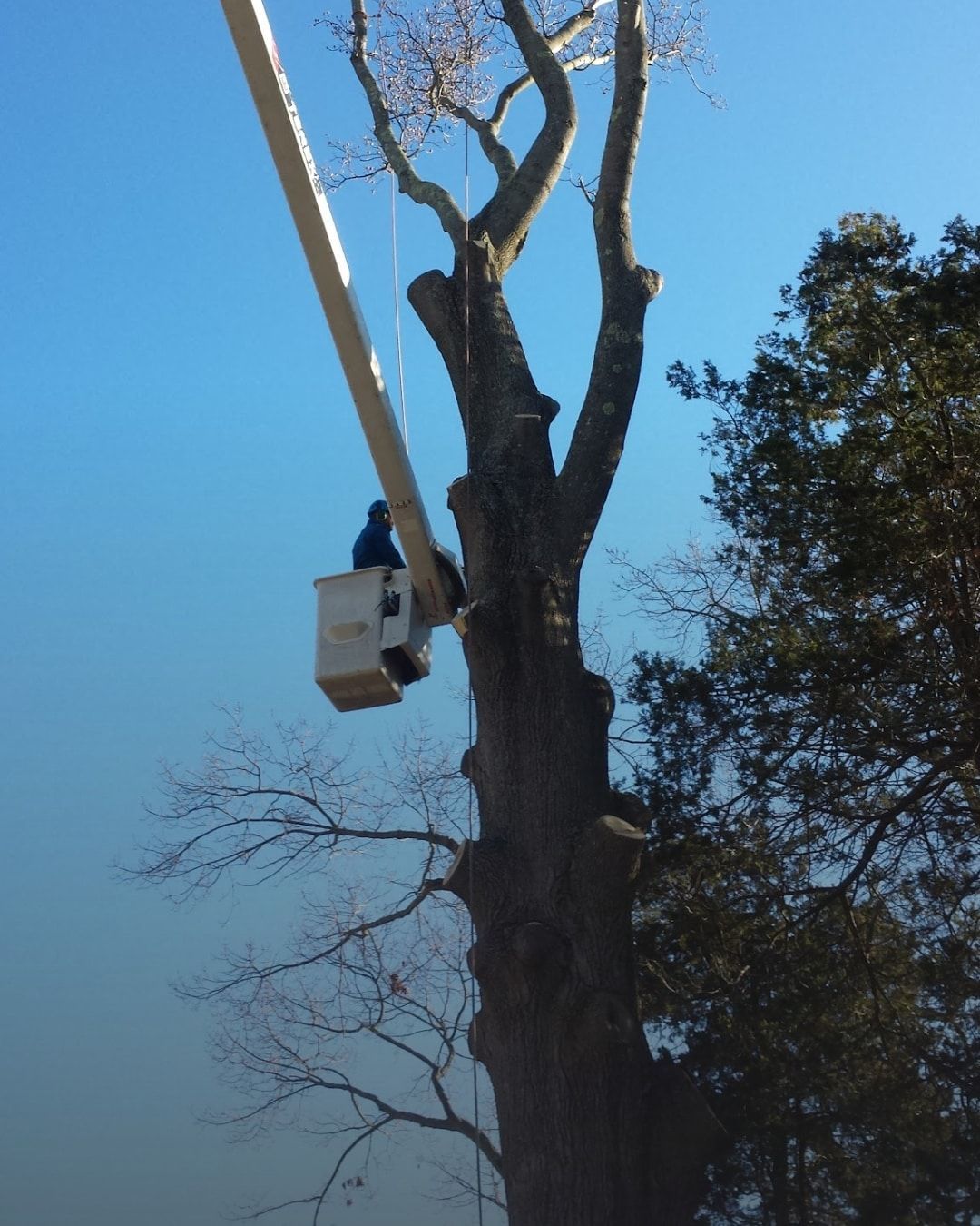 A man in a bucket is cutting a tree