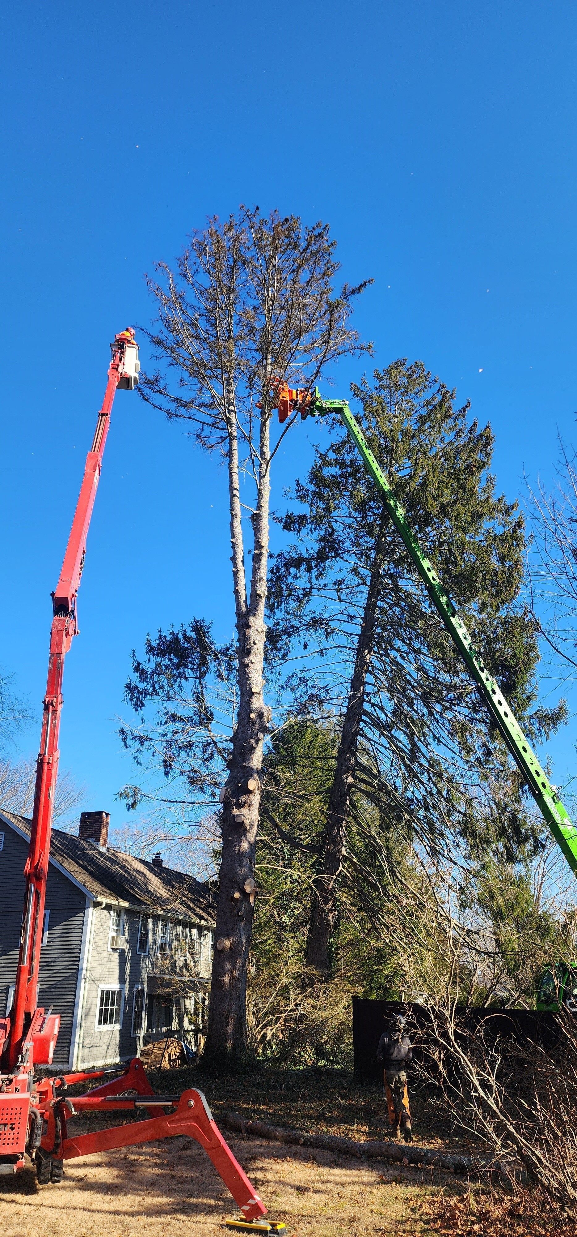 A man is cutting a tree with a crane.