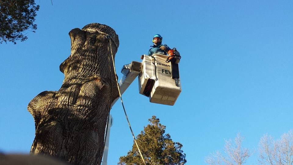 Tree service