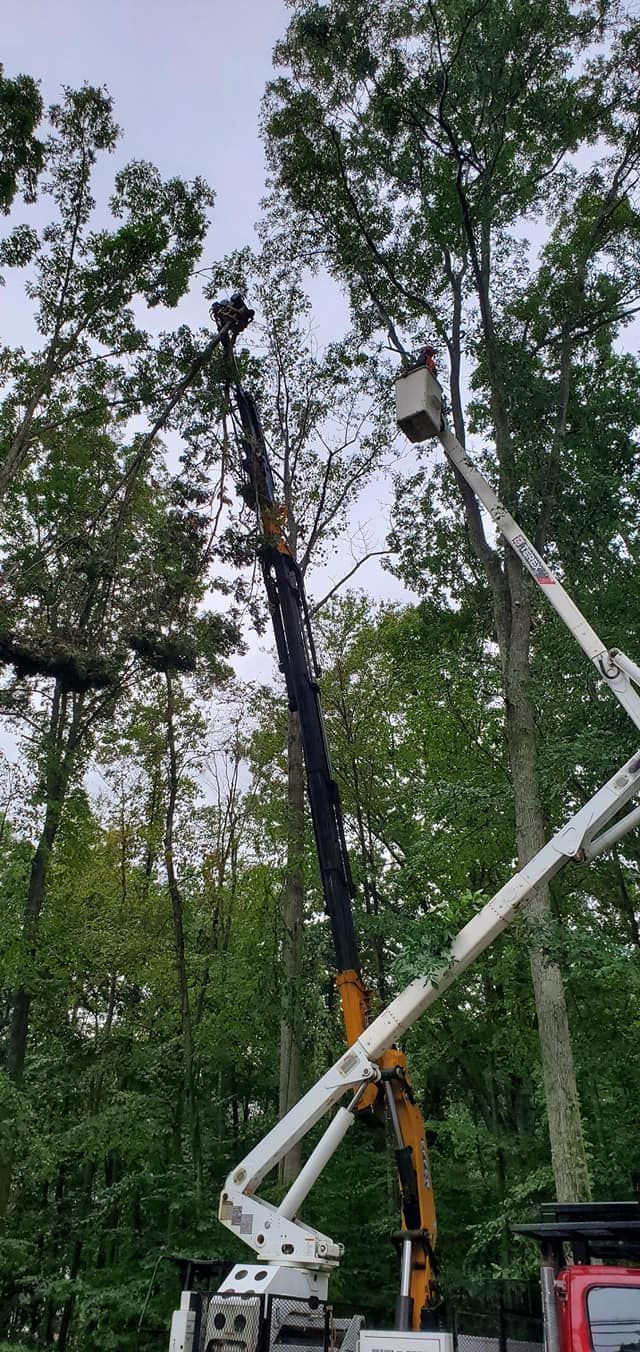Tree service