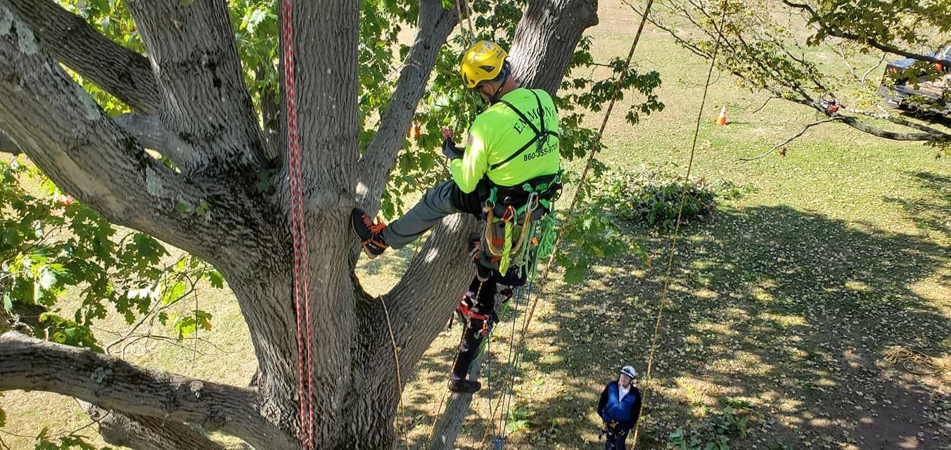 Tree service