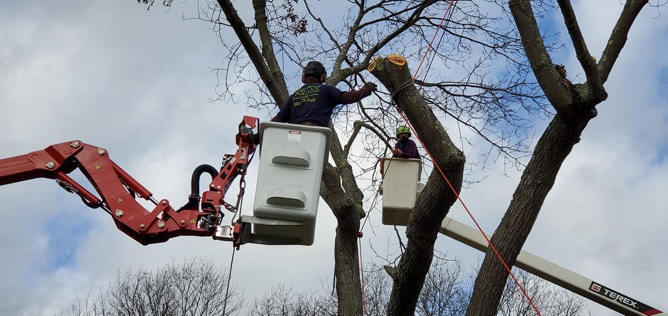 Tree service