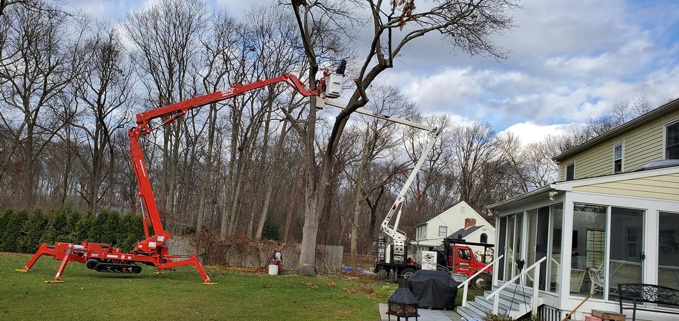 Tree service