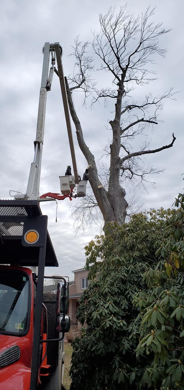 Tree service