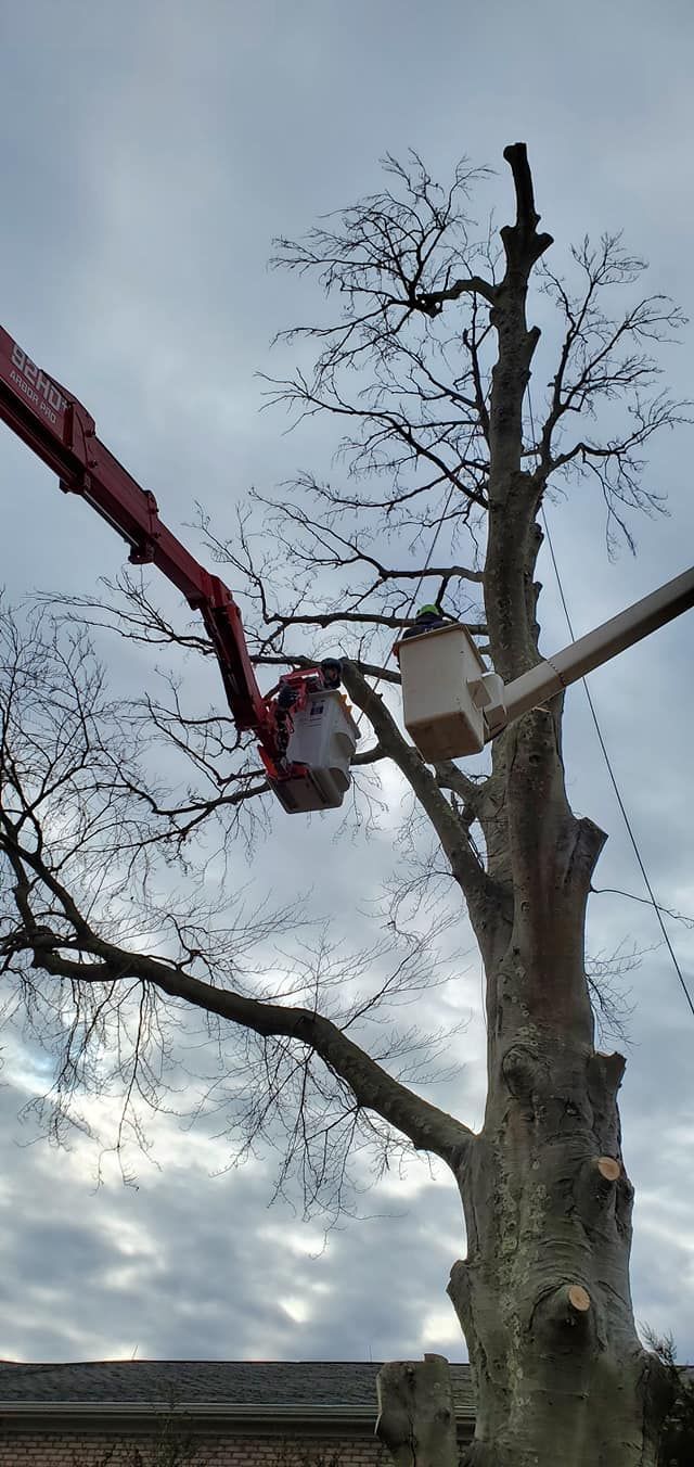 Tree service