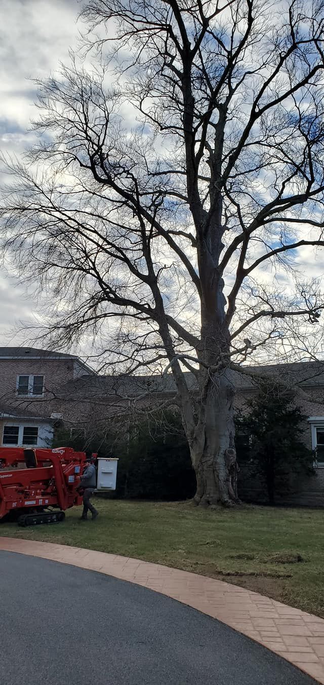 Tree service