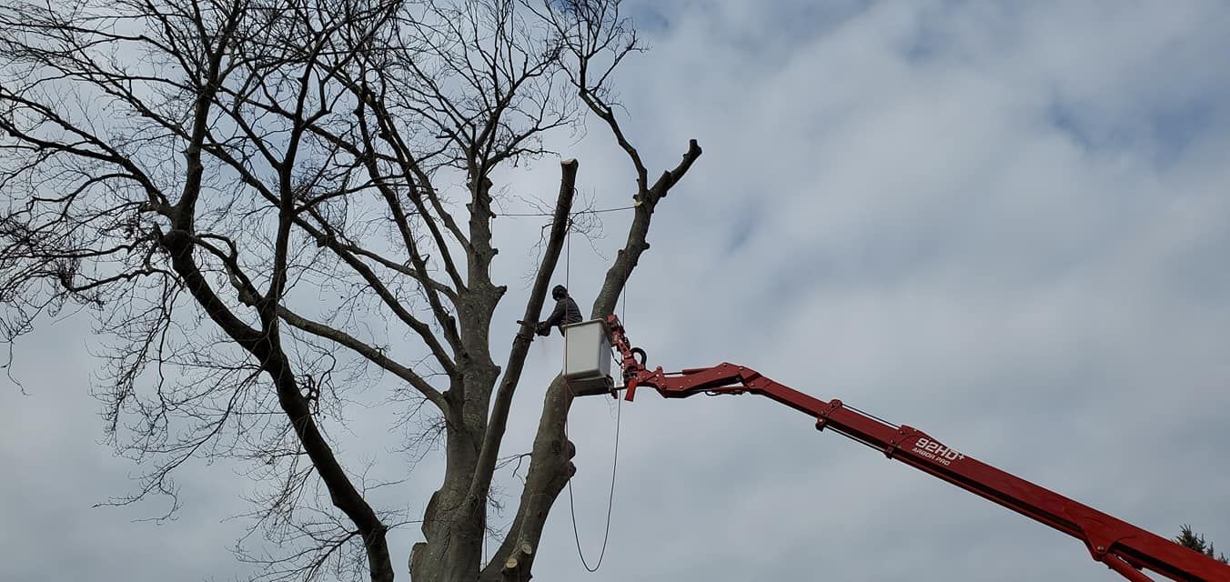 Tree service
