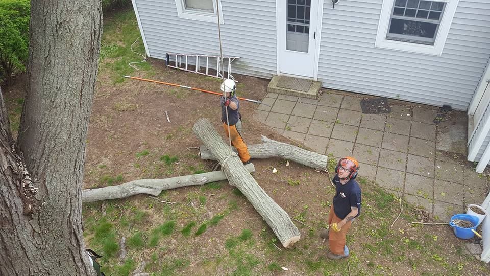 Tree service