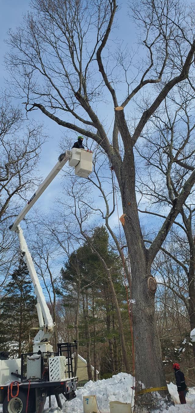 Tree service