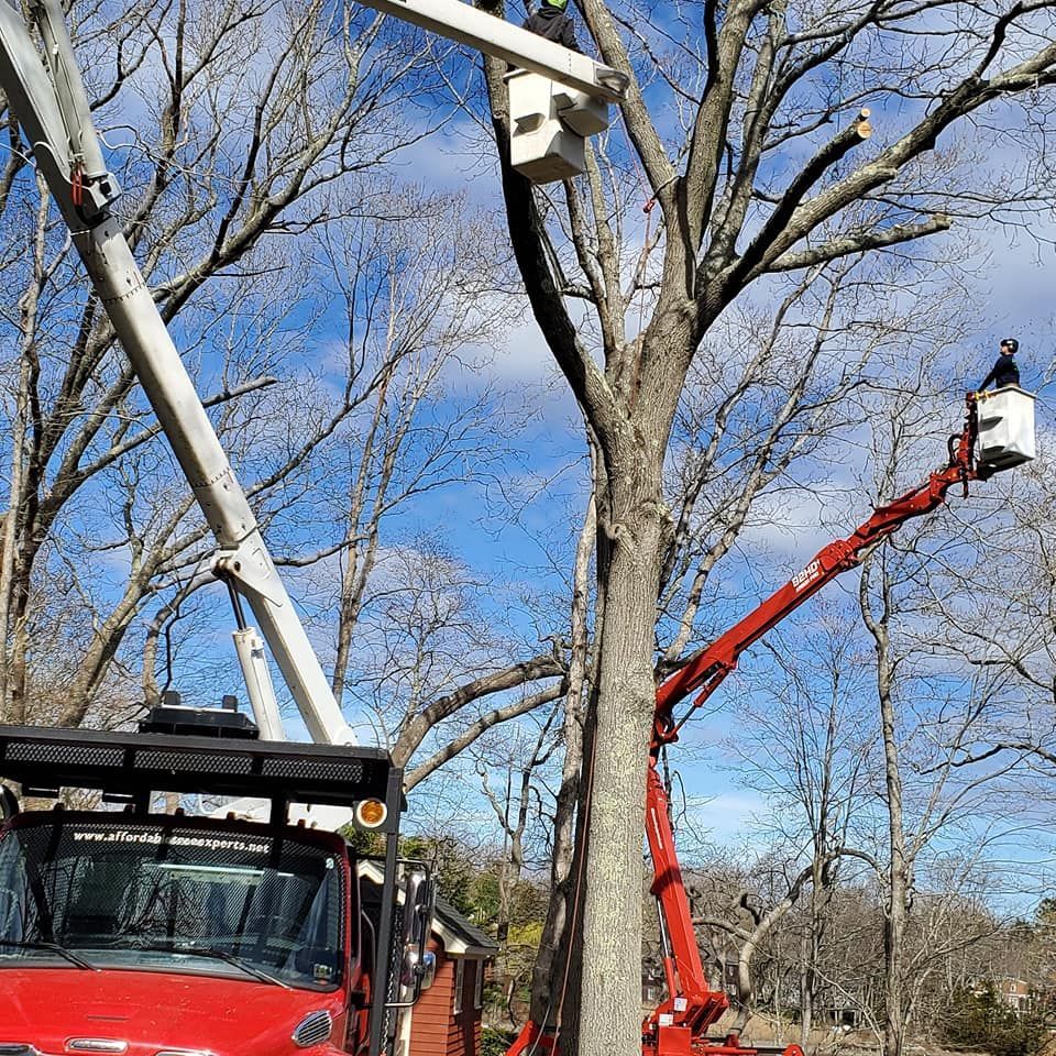 Tree service
