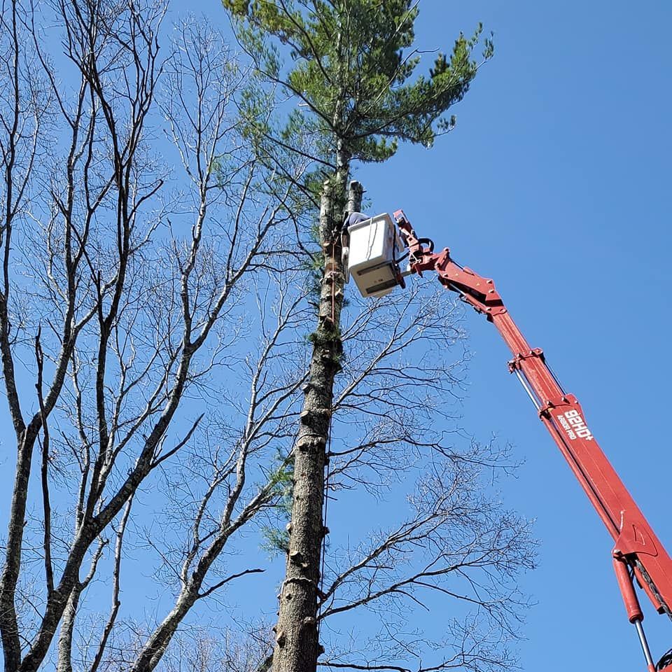 Tree service