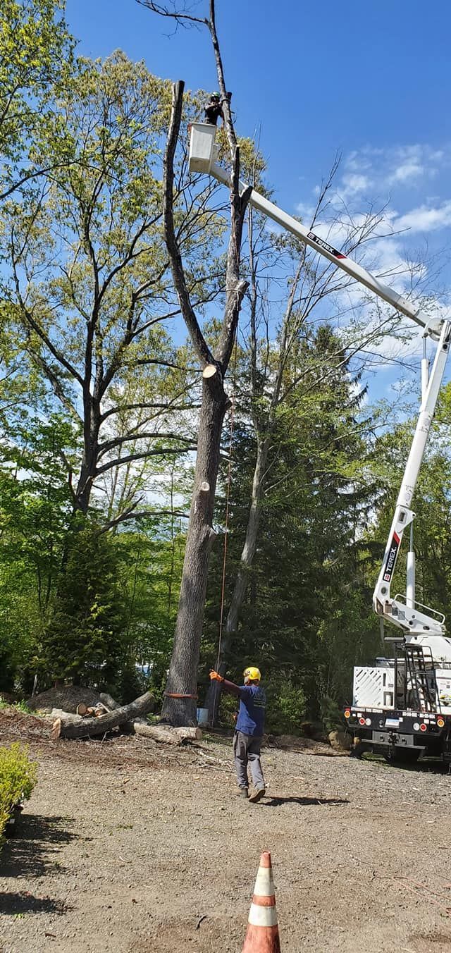 Tree service