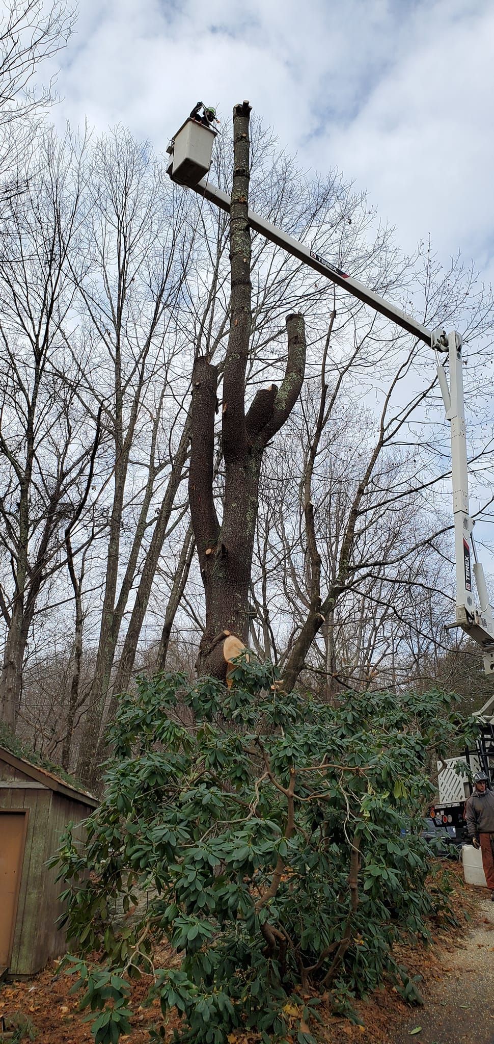 Tree service