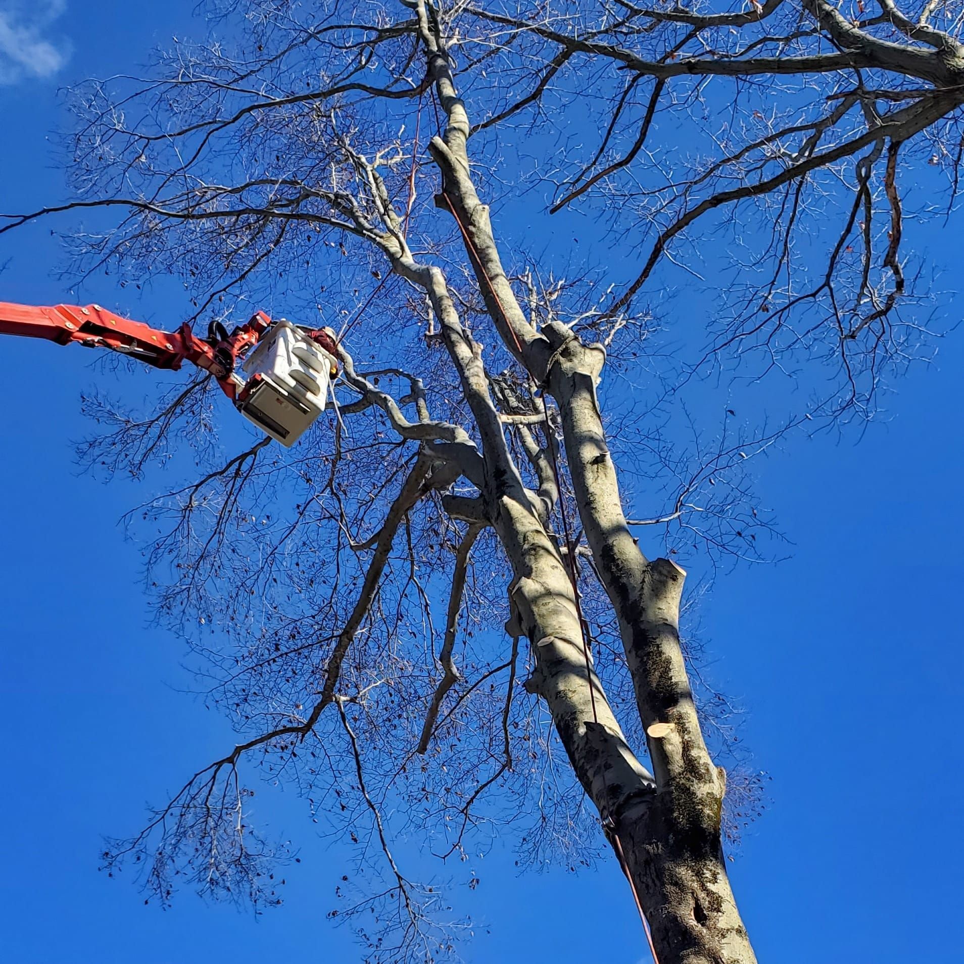 Tree service