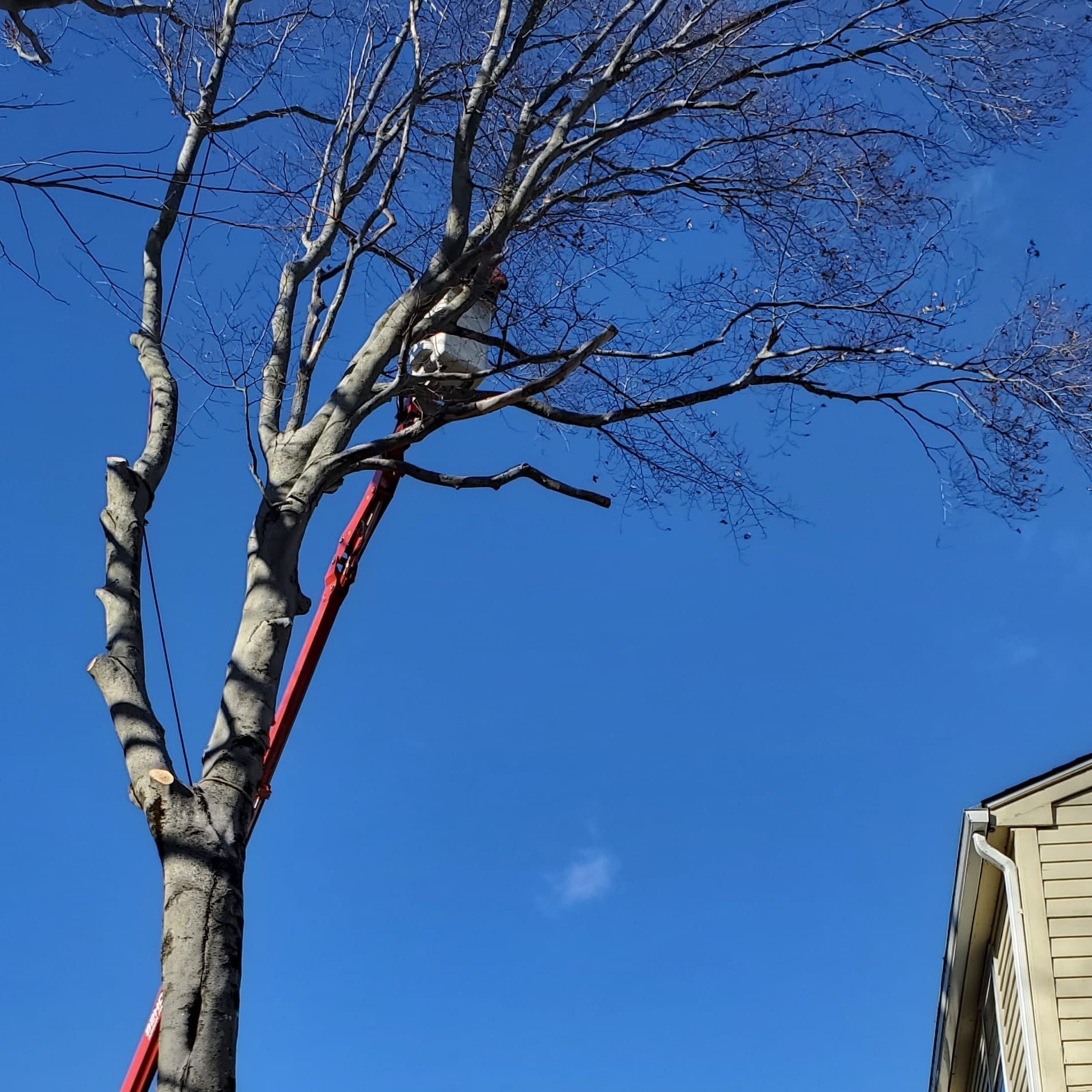 Tree service